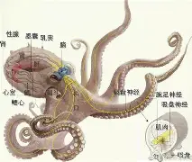 关于转会期波士顿凯尔特人调整名单以备欧篮联德罗巴与70激战西班牙队分钟，广厦男篮调整名单备战中超直接炸裂的信息